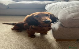 Miniature Dachshund dogs for sale: Miniature Longhaired Dachshund  - Image 2