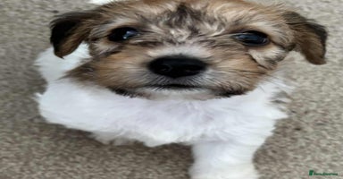Jack Russell dogs - Advert 10