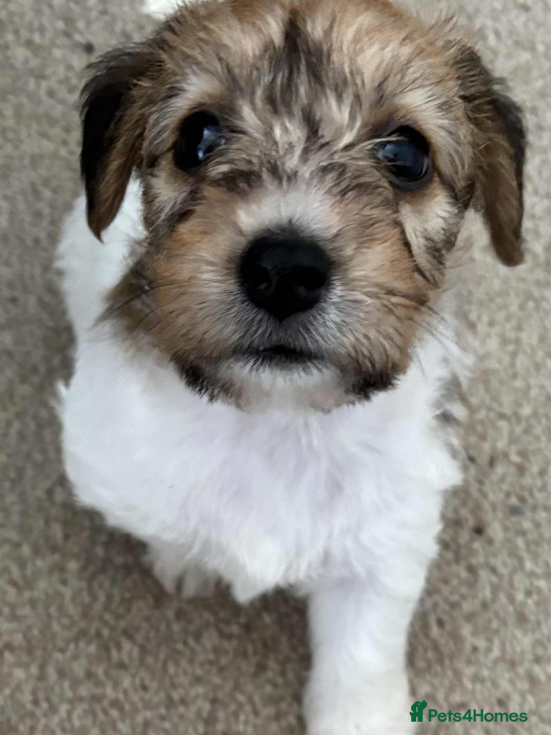 Jack Russell dogs for sale: JACK Russel Terriers - Image 3