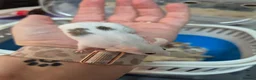 Mouse rodents for sale: Fancey Male and female mice - Advert 28