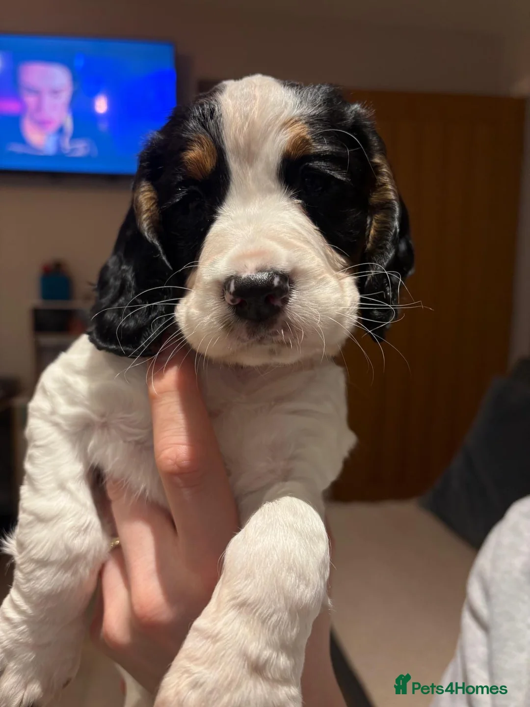 Cocker Spaniel dogs for sale: Tri Colour working cocker bitch pup in Selby - Advert 7