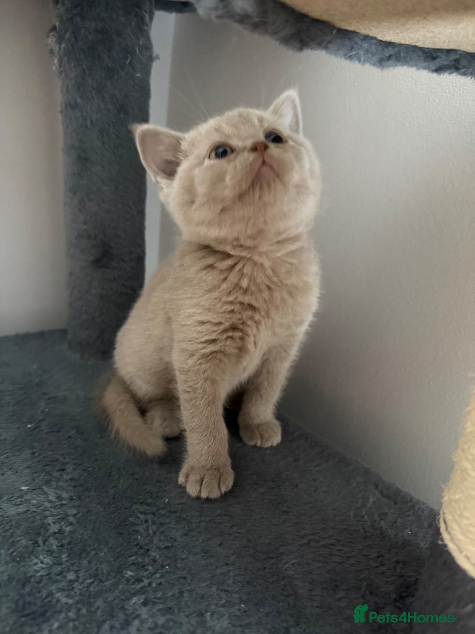 British Shorthair cats for sale: Lilac & Chocolate British shorthair kittens  - Advert 6
