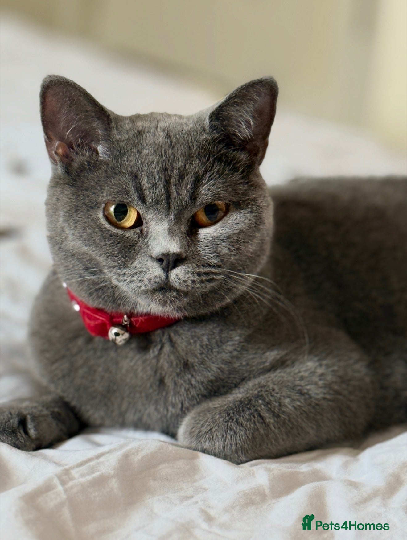 British Shorthair cats for sale: 🐾 British Shorthair Kittens for Sale 🐾 - Advert 1