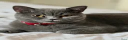 British Shorthair cats for sale: 🐾 British Shorthair Kittens for Sale 🐾 - Advert 1