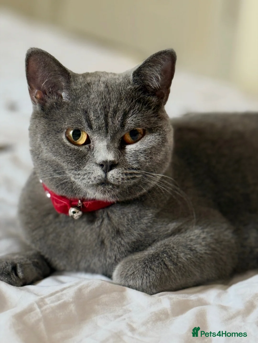 British Shorthair cats for sale: 🐾 British Shorthair Kittens for Sale 🐾 - Advert 1