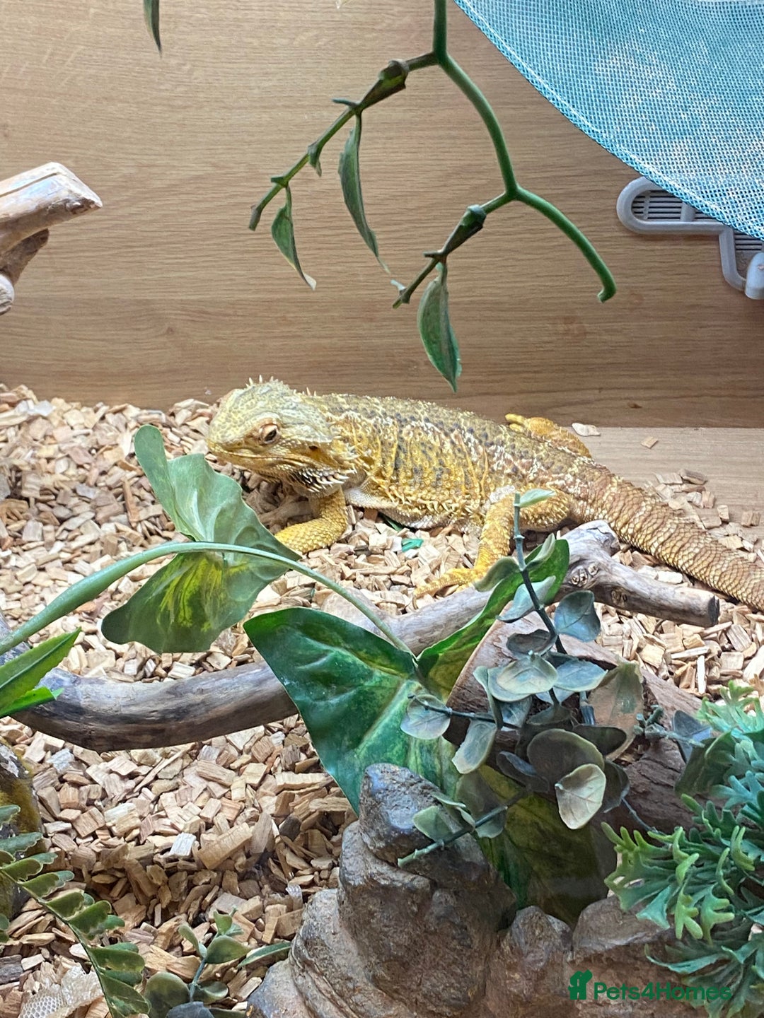 Bearded Dragon reptiles for sale: Bearded dragon and full set up.  - Advert 2