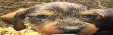 Dachshund 1