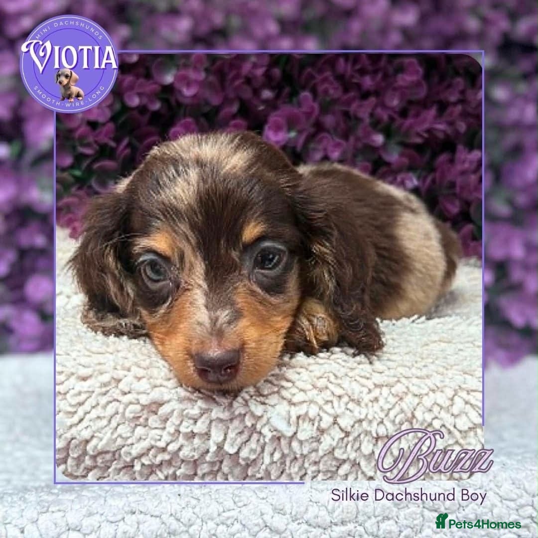 Miniature Dachshund dogs Beautiful Dachshund Puppies Rex, Buzz & Slinky - Advert 17