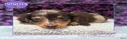 Miniature Dachshund dogs for sale: Beautiful Dachshund Puppies Rex, Buzz & Slinky - Advert 1
