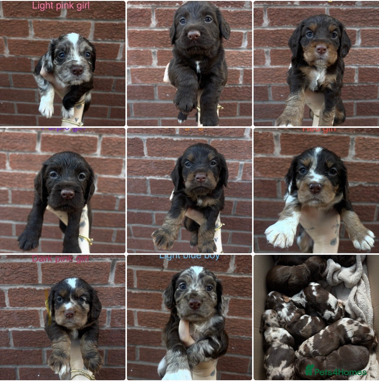 Cocker Spaniel dogs Working Merle cocker spaniels - Advert 7