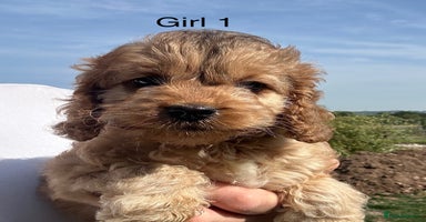 Cockapoo dogs - Advert 5