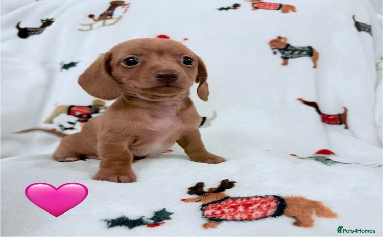 Miniature Dachshund dogs Beautiful Mini Dachshunds Pups 5 Star ⭐ Licensed - Advert 2