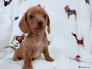 Miniature Dachshund dogs Beautiful Mini Dachshunds Pups 5 Star ⭐ Licensed - Advert 10