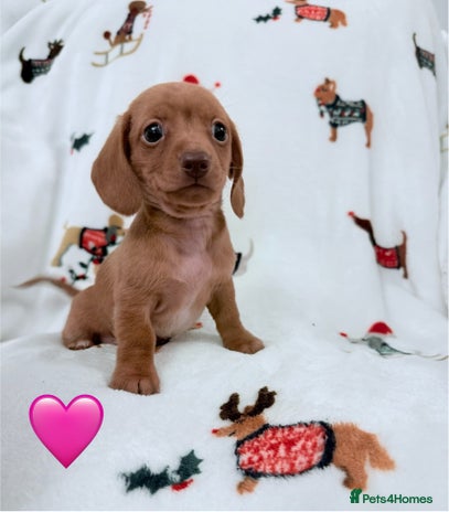 Miniature Dachshund dogs Beautiful Mini Dachshunds Pups 5 Star ⭐ Licensed - Advert 2