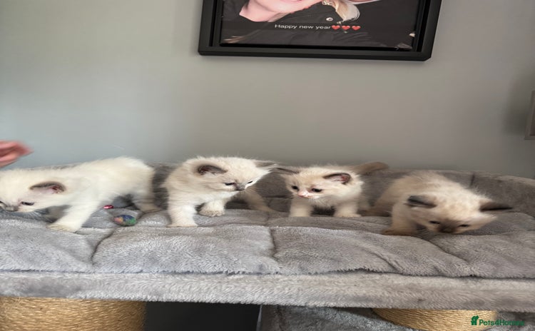 Ragdoll cats - Advert 7
