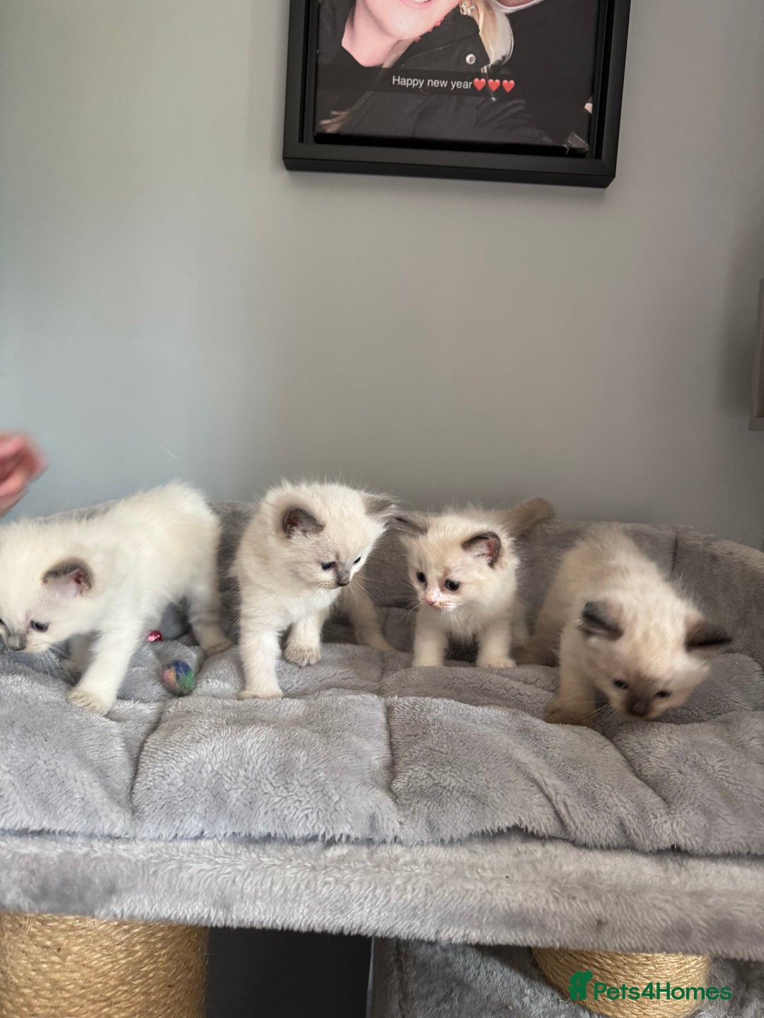 Ragdoll cats for sale: 2x Pair of Ragdol kittens Taunton local homes only - Image 1