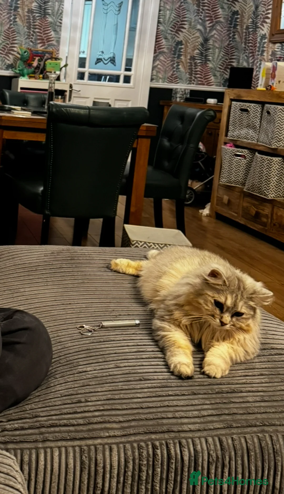 Kurilian Bobtail cats for sale: Beautiful kurillian bobtail cat - Advert 2