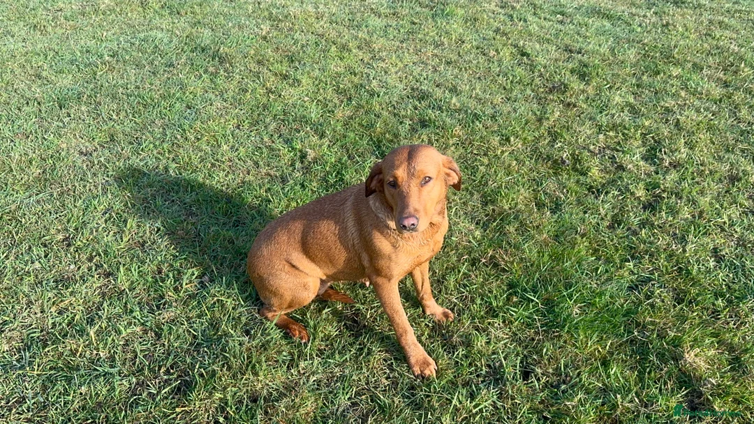 Labrador Retriever dogs for sale: THREE 6 YR OLD WORKING LABS. HIP ELBOW DNA PERFECT - Advert 2