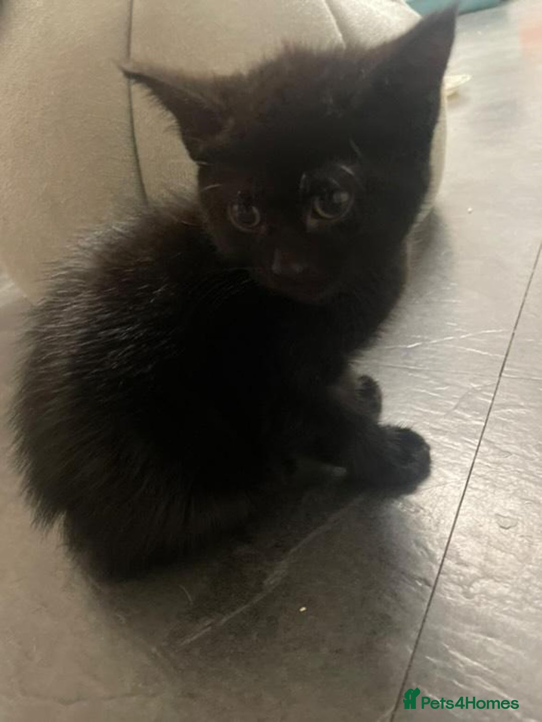 Mixed Breed cats for sale: Kittens for sale - Image 8