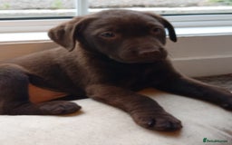 Labrador Retriever dogs for sale: 3x Male labrador puppies  - Image 4