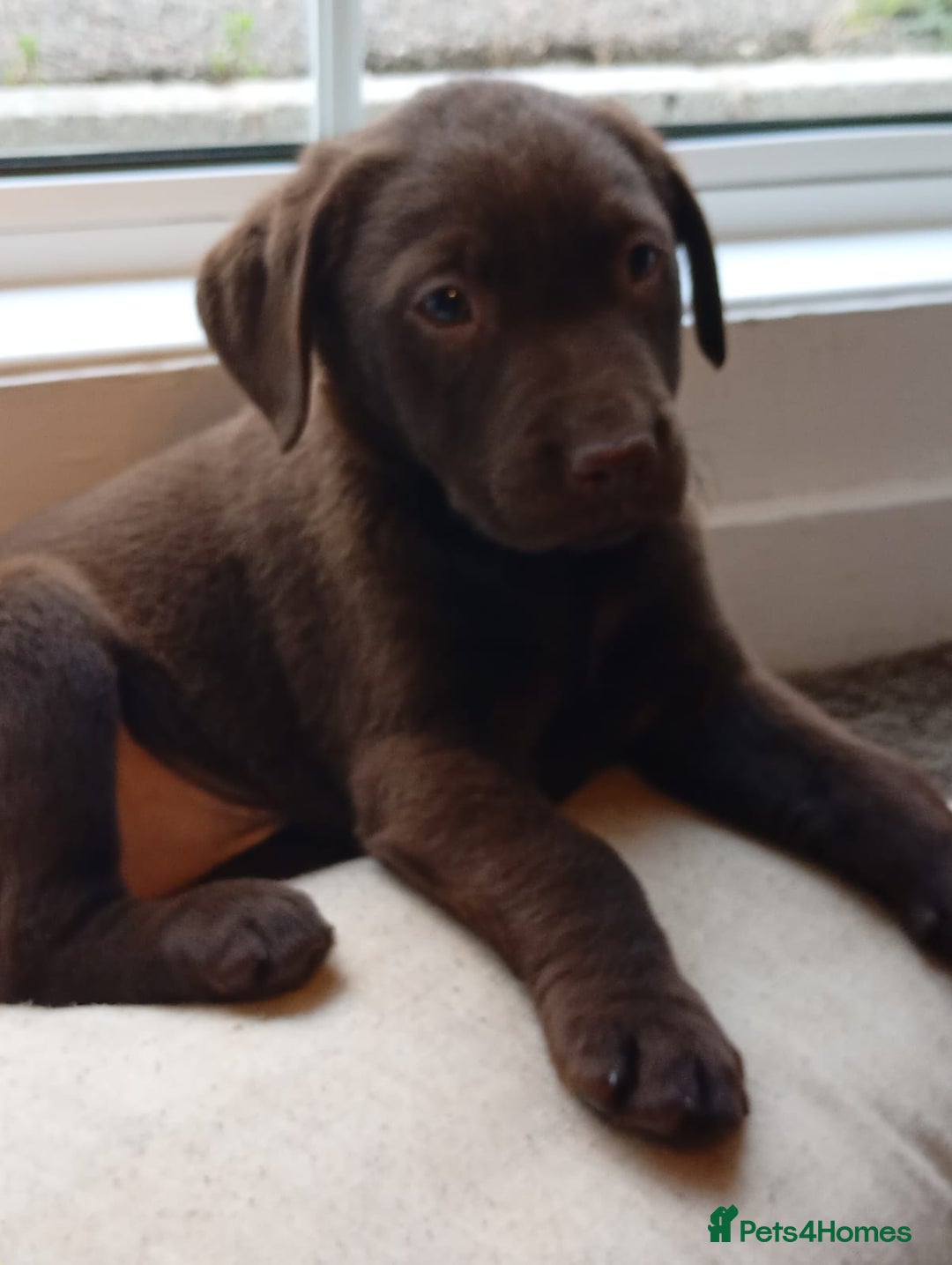 Labrador Retriever dogs for sale: 3x Male labrador puppies  - Image 4