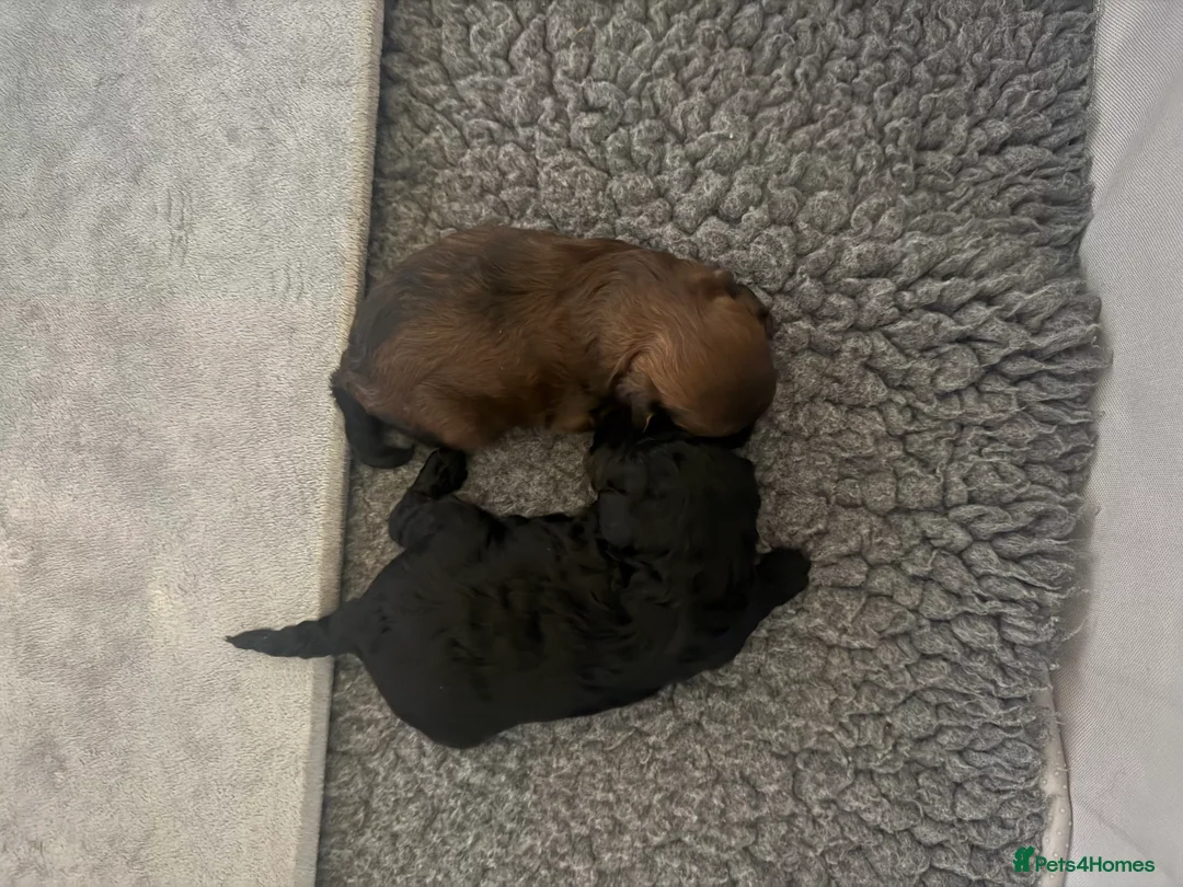 Mixed Breed dogs for sale:  Beautiful Toy Poodle Cross Puppies - Advert 1