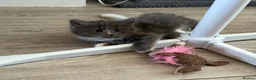 British Longhair cats for sale: 5 stunning kittens  - Advert 15
