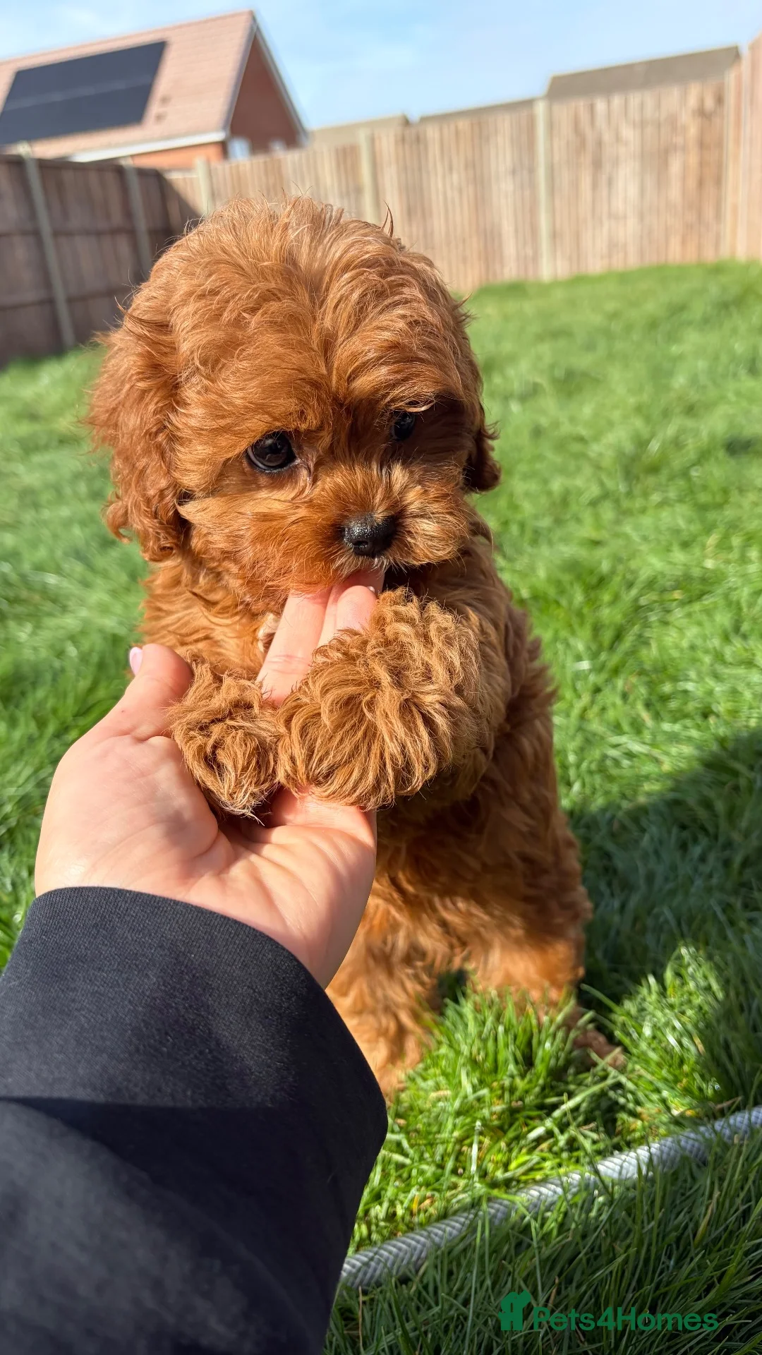 Cavapoo dogs for sale: Stunning Cavapoo puppies  - Advert 2