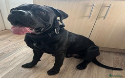 Cane Corso dogs for sale: Cane corso puppies for sale - Image 4