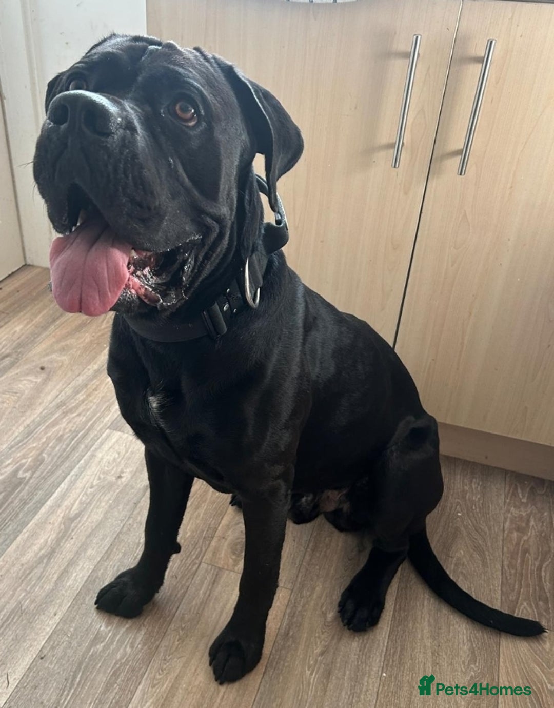 Cane Corso dogs for sale: Cane corso puppies for sale - Image 4