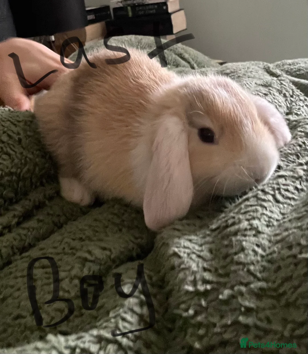 Mini Lop rabbits for sale: Mini Lop kits - Advert 1