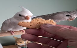 Cockatiels birds for sale: Hand reared cocktails very tame lovely birds  - Image 6