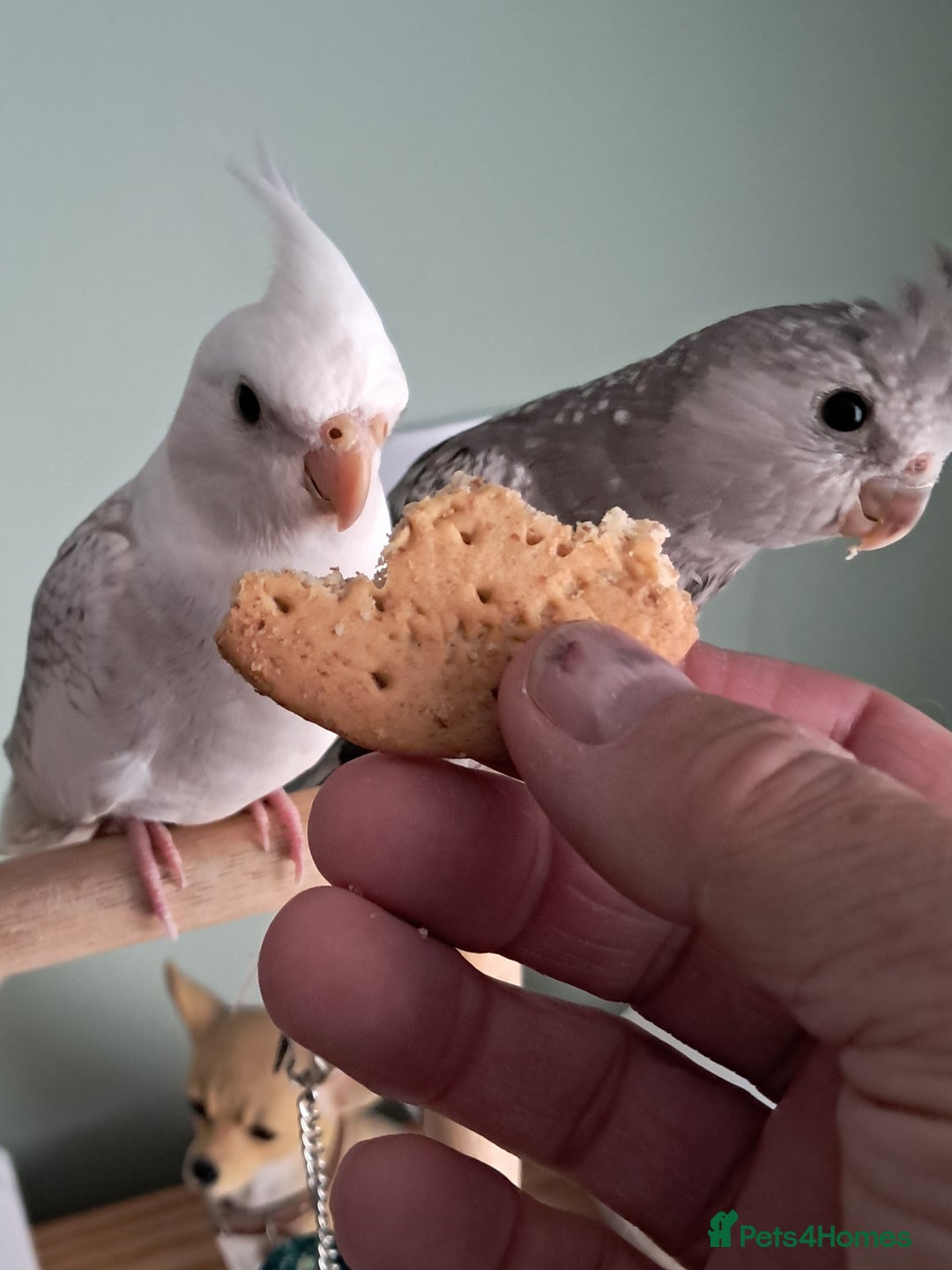 Cockatiels birds for sale: Hand reared cocktails very tame lovely birds  - Image 6
