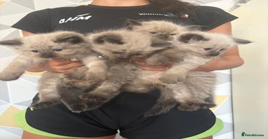 Ragdoll cats - Advert 11