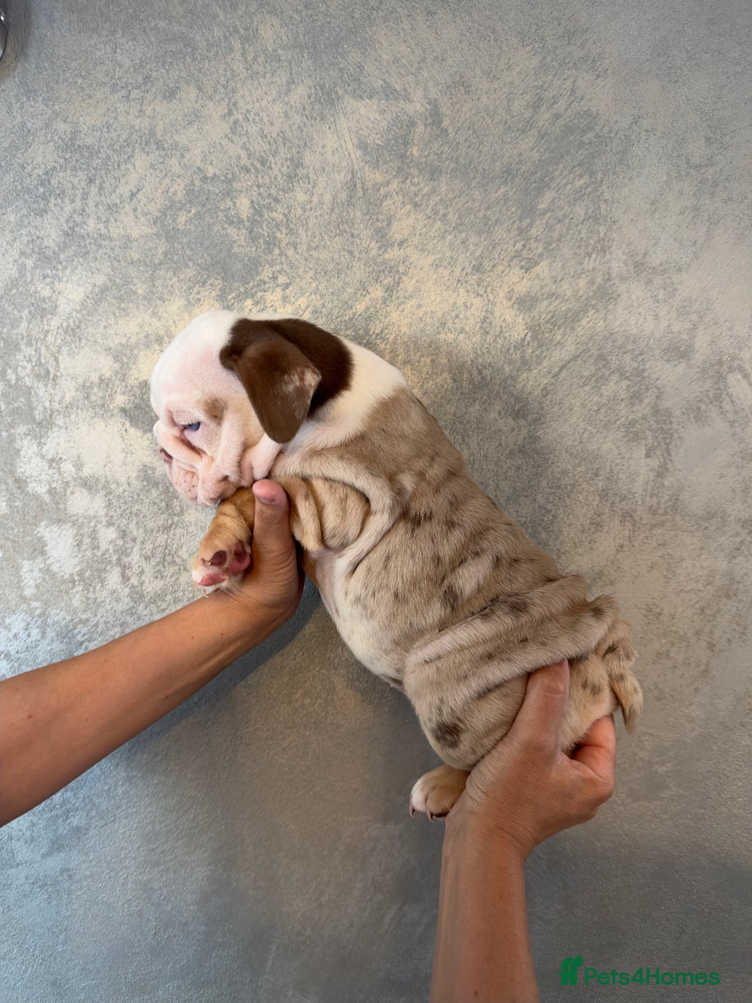 English Bulldog dogs for sale: **REDUCED **READY TO LEAVE CHUNKY ENGLISH BULLDOG - Image 36