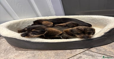 Miniature Dachshund dogs - Advert 5