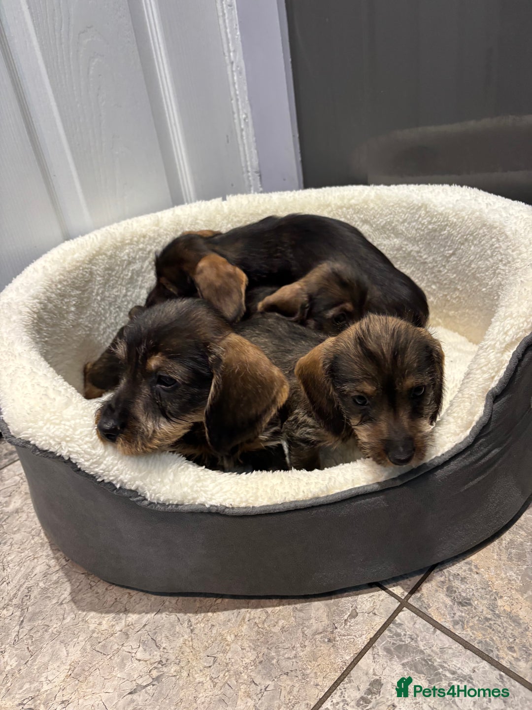 Miniature Dachshund dogs for sale: Wirehaired dachshund puppies - Image 3