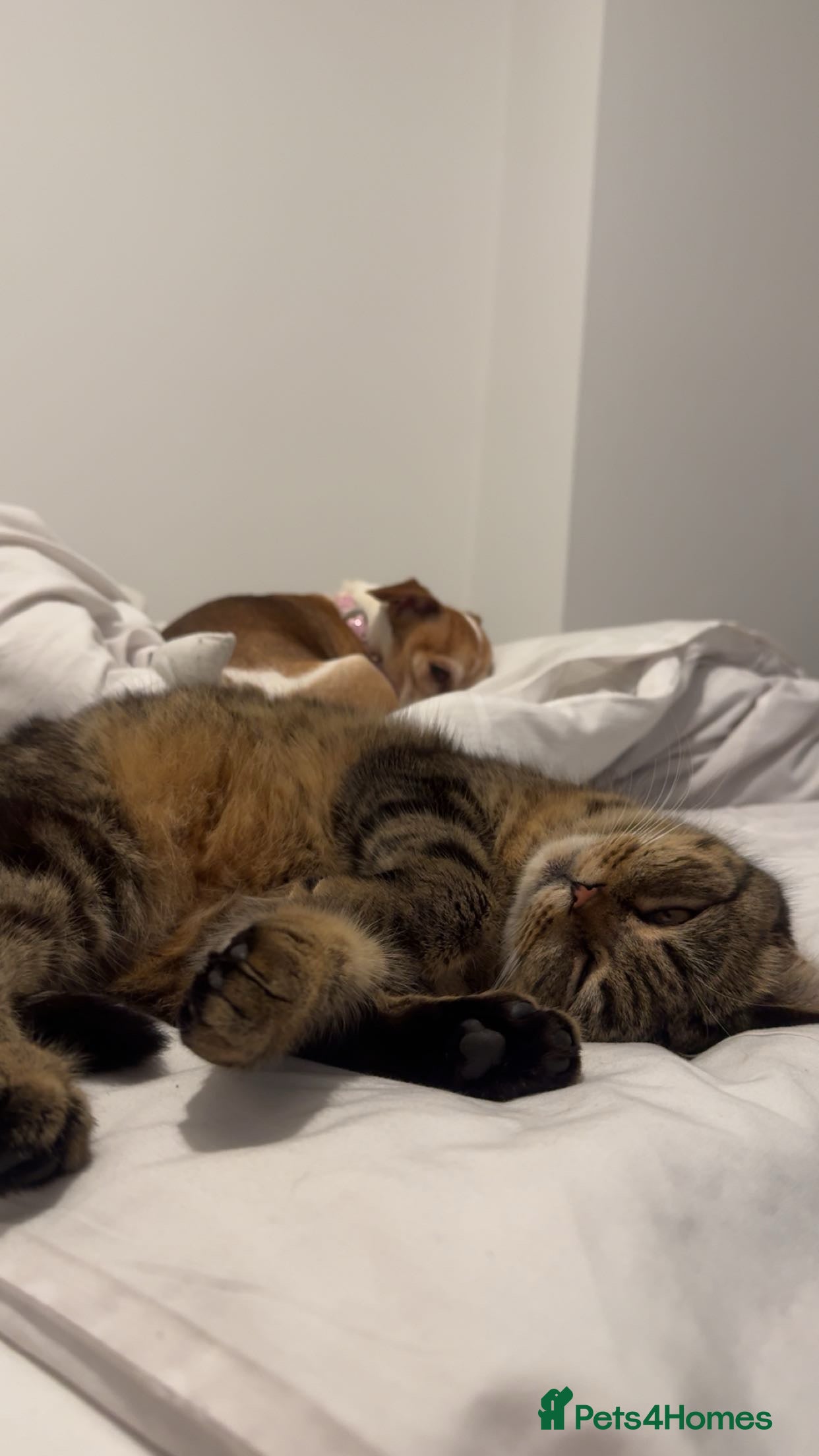 Scottish Fold cats Scottish fold for sale  - Advert 13