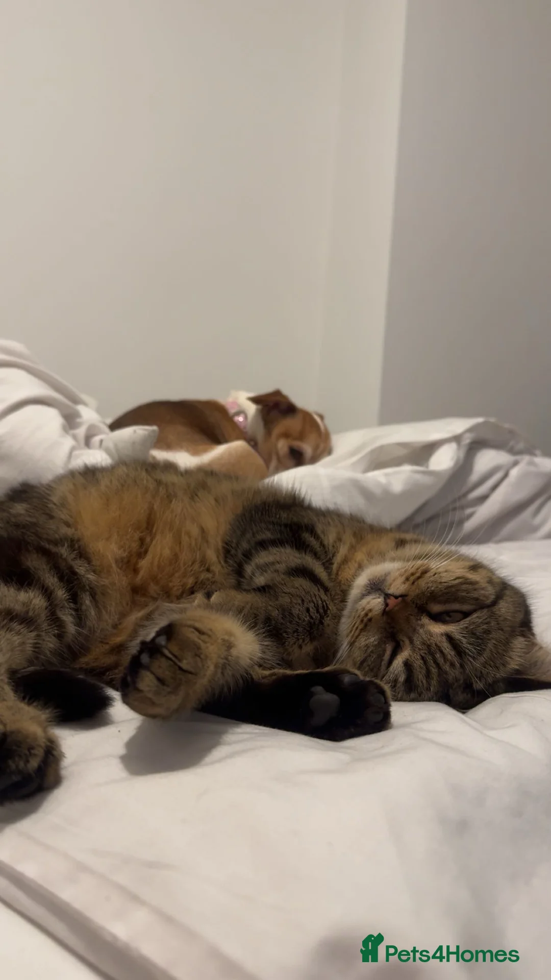 Scottish Fold cats for sale: Scottish fold for sale  - Advert 6