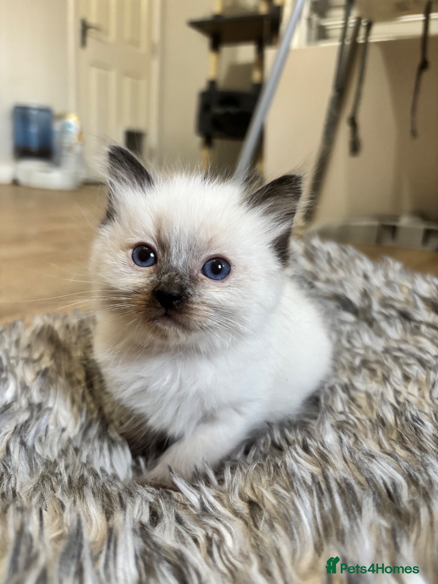 Ragdoll cats Ragdoll kittens -2 boys left available  - Advert 1
