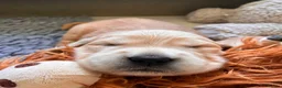 Golden Retriever dogs for sale: Beautiful KC Golden Retrievers  - Advert 9
