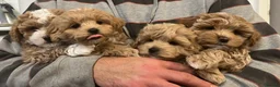 Maltipoo dogs for sale: Gorgeous Maltipoo  - Advert 6