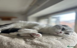 Scottish Fold cats for sale: Kittens Ready for Their Forever Homes - Image 21