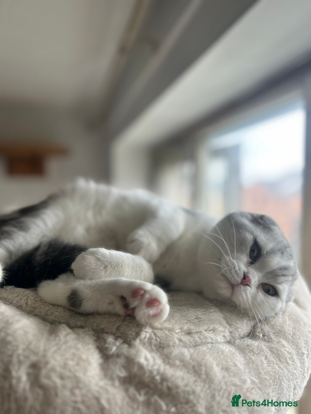 Scottish Fold cats for sale: Kittens Ready for Their Forever Homes - Image 21