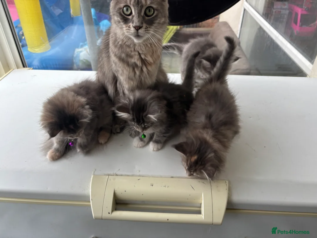 Maine Coon cats for sale: Maine coon kittens  - Advert 3