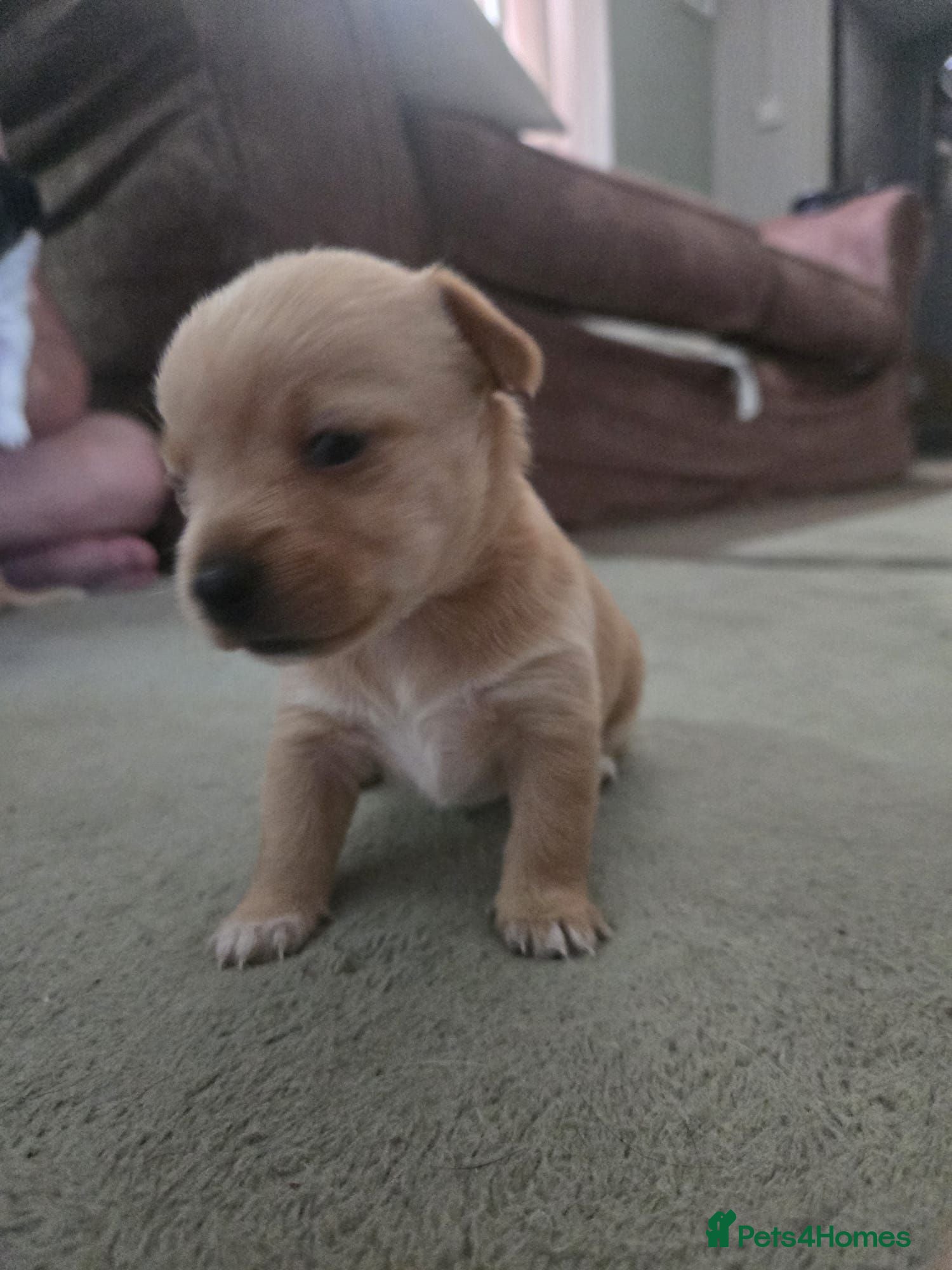 Chorkie dogs Chorkie puppy  - Advert 1