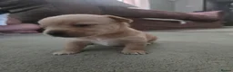 Chorkie dogs for sale: Chorkie puppy  - Advert 1