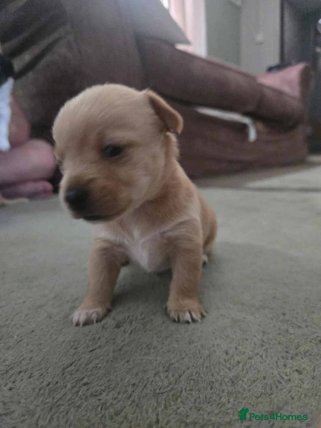 Chorkie dogs for sale: Chorkie puppy  - Advert 1