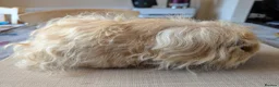 Guinea Pig rodents for sale: Gorgeous bonded boys  - Advert 4