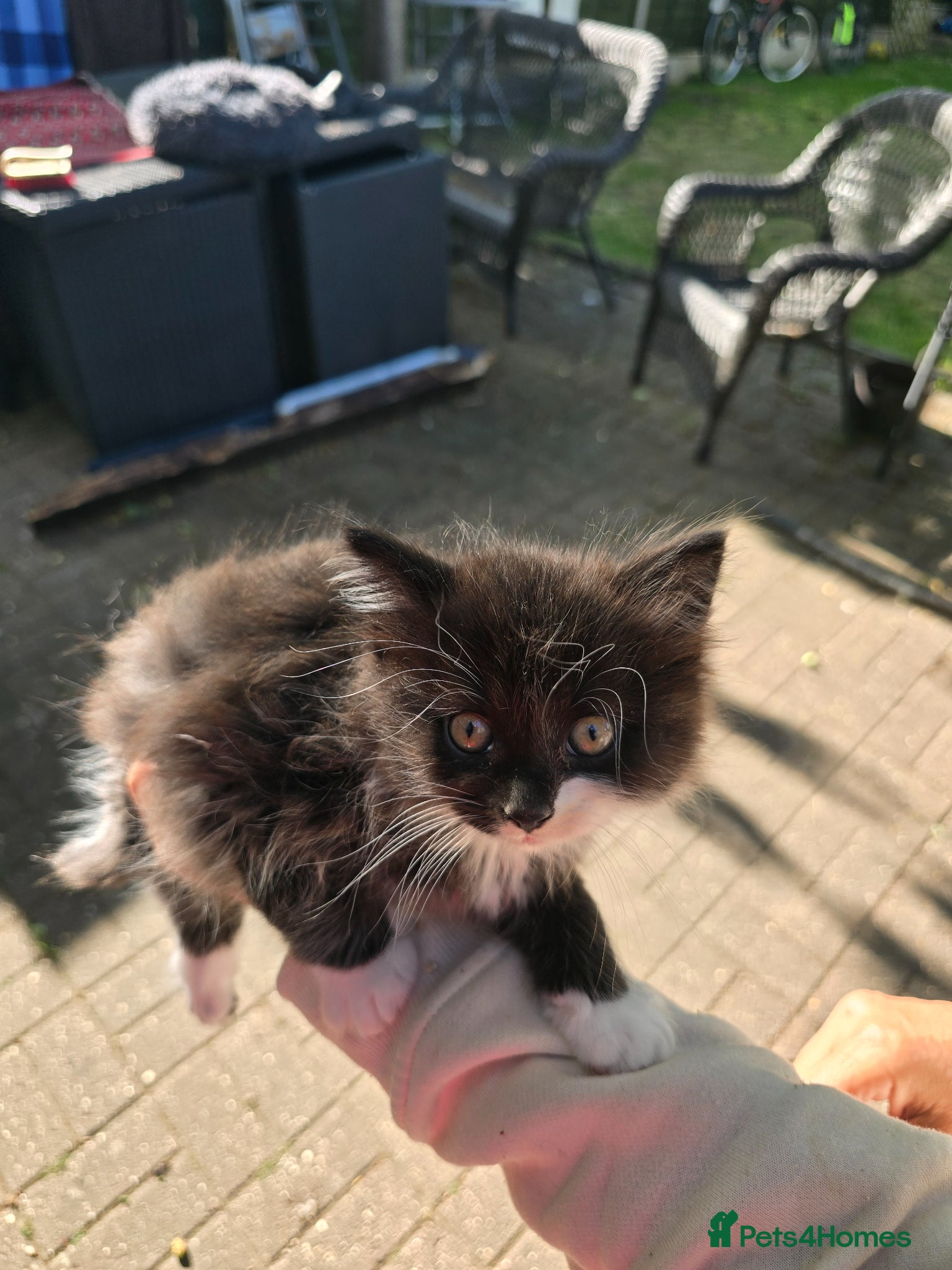 Mixed Breed cats Fully kitten - Advert 7